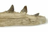 Fossil Primitive Whale (Pappocetus) Jaw - Morocco #227169-12